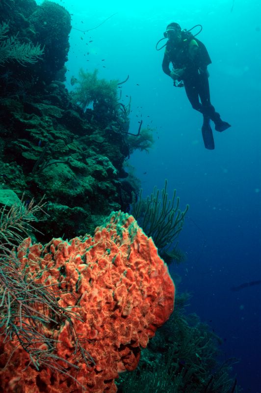scuba diver swimming near coral